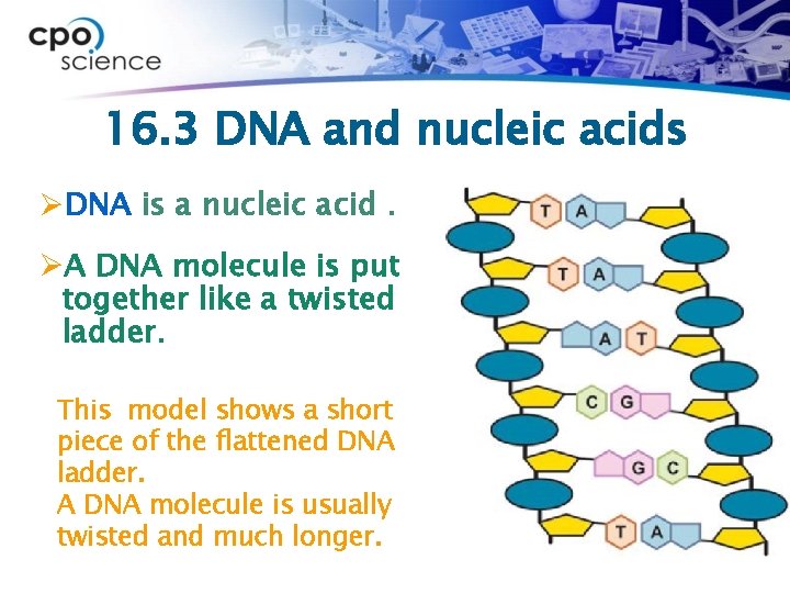 16. 3 DNA and nucleic acids ØDNA is a nucleic acid. ØA DNA molecule