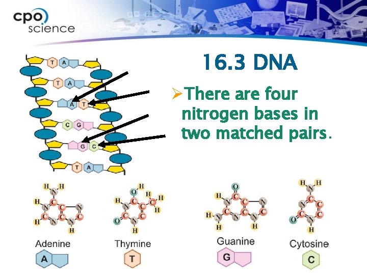 16. 3 DNA ØThere are four nitrogen bases in two matched pairs. 