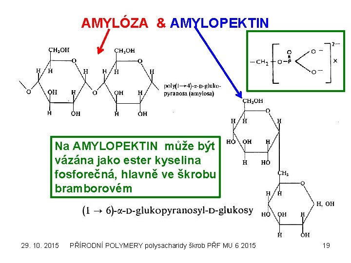 AMYLÓZA & AMYLOPEKTIN Na AMYLOPEKTIN může být vázána jako ester kyselina fosforečná, hlavně ve