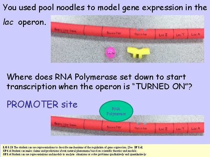 You used pool noodles to model gene expression in the lac operon. Where does