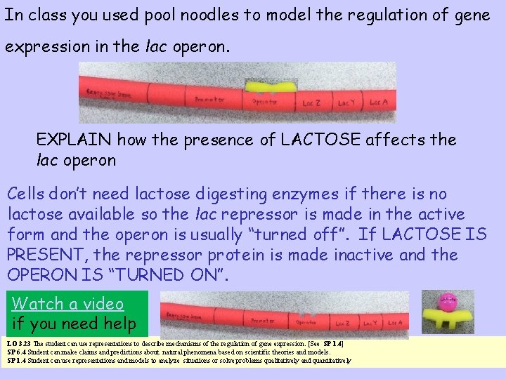 In class you used pool noodles to model the regulation of gene expression in