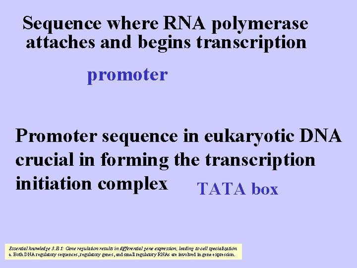 Sequence where RNA polymerase attaches and begins transcription promoter Promoter sequence in eukaryotic DNA