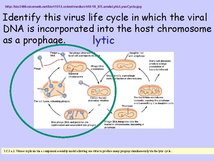 http: //bio 3400. nicerweb. net/bio 1151/Locked/media/ch 18/18_07 Lamda. Lytic. Lyso. Cycle. jpg Identify this