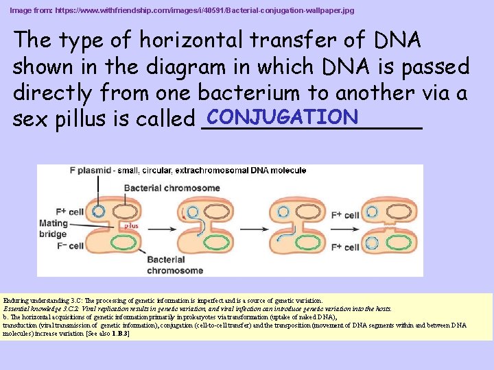 Image from: https: //www. withfriendship. com/images/i/40591/Bacterial-conjugation-wallpaper. jpg The type of horizontal transfer of DNA