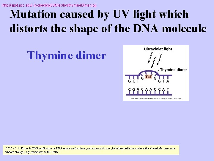 http: //spot. pcc. edu/~jvolpe/b/bi 234/lec/hw/thymine. Dimer. jpg Mutation caused by UV light which distorts