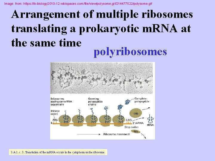 Image from: https: //ib-biology 2010 -12. wikispaces. com/file/view/polysome. gif/214477522/polysome. gif Arrangement of multiple ribosomes