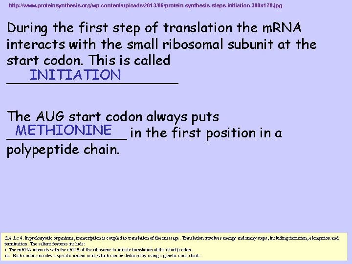 http: //www. proteinsynthesis. org/wp-content/uploads/2013/06/protein-synthesis-steps-initiation-300 x 170. jpg During the first step of translation the