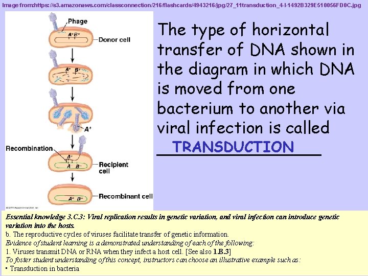 Image from: https: //s 3. amazonaws. com/classconnection/216/flashcards/4943216/jpg/27_11 transduction_4 -l-1492 B 329 E 510056 FD