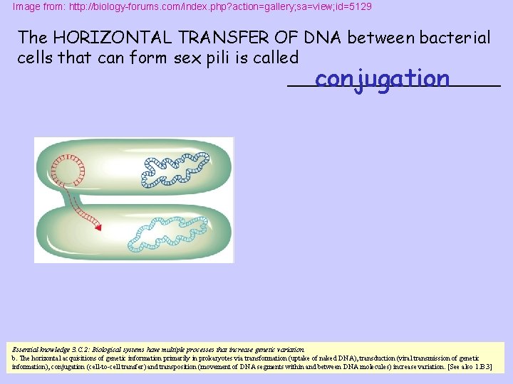 Image from: http: //biology-forums. com/index. php? action=gallery; sa=view; id=5129 The HORIZONTAL TRANSFER OF DNA