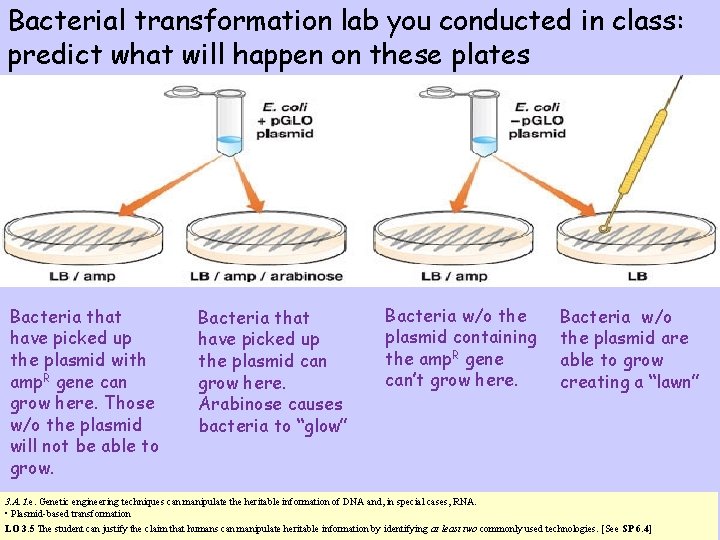 Bacterial transformation lab you conducted in class: predict what will happen on these plates