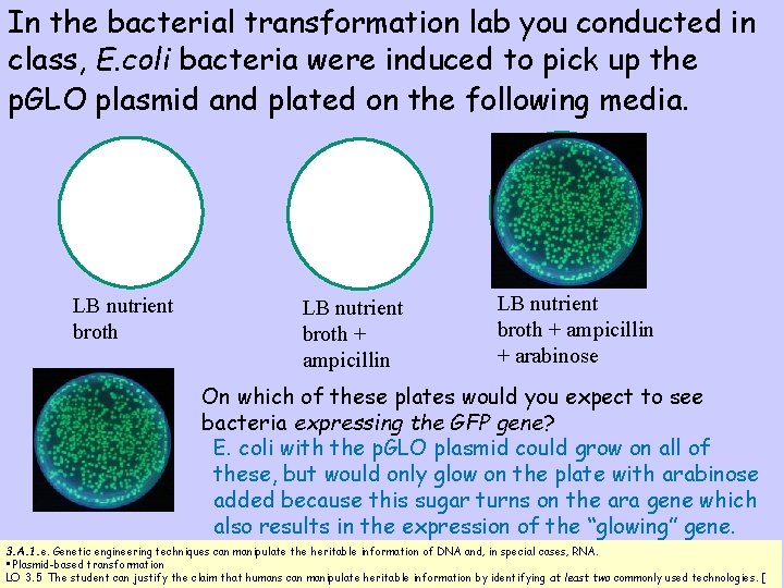 In the bacterial transformation lab you conducted in class, E. coli bacteria were induced