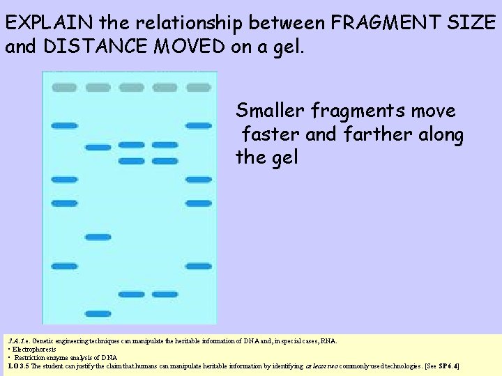 EXPLAIN the relationship between FRAGMENT SIZE and DISTANCE MOVED on a gel. Smaller fragments