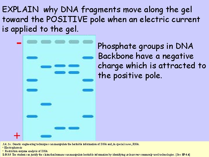 EXPLAIN why DNA fragments move along the gel toward the POSITIVE pole when an