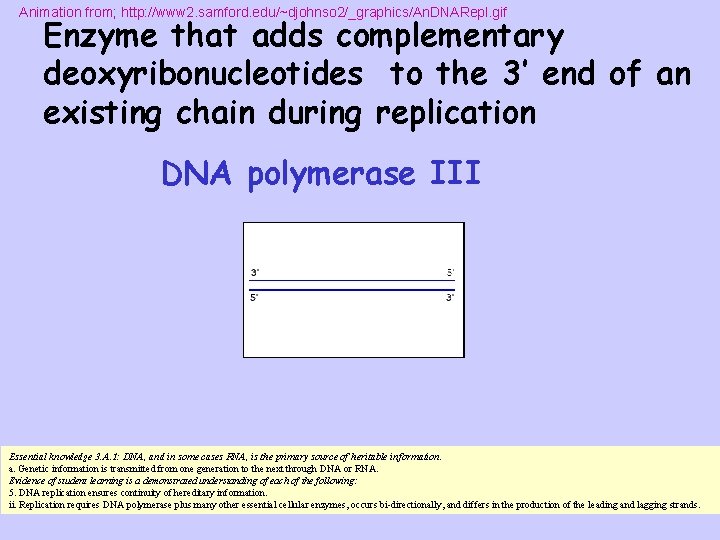 Animation from; http: //www 2. samford. edu/~djohnso 2/_graphics/An. DNARepl. gif Enzyme that adds complementary