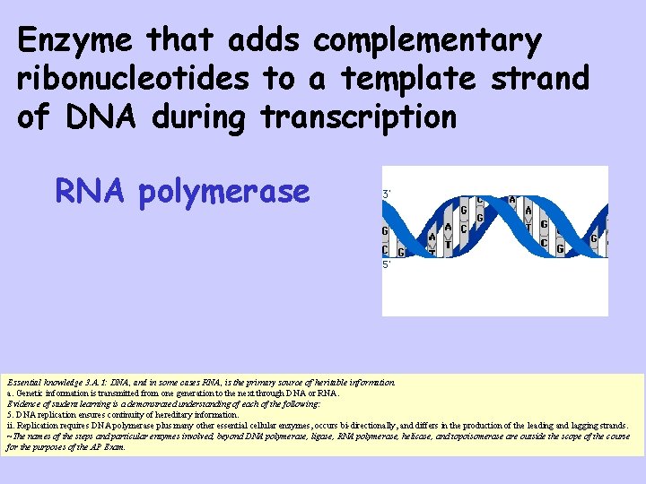 Enzyme that adds complementary ribonucleotides to a template strand of DNA during transcription RNA