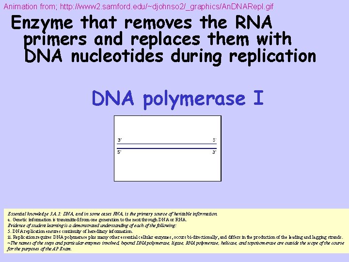Animation from; http: //www 2. samford. edu/~djohnso 2/_graphics/An. DNARepl. gif Enzyme that removes the
