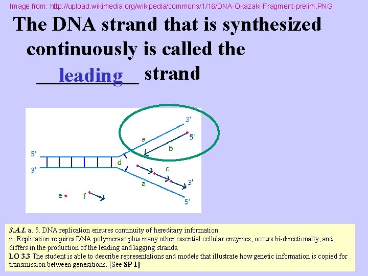 Image from: http: //upload. wikimedia. org/wikipedia/commons/1/16/DNA-Okazaki-Fragment-prelim. PNG The DNA strand that is synthesized continuously