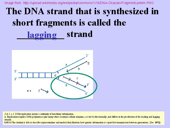 Image from: http: //upload. wikimedia. org/wikipedia/commons/1/16/DNA-Okazaki-Fragment-prelim. PNG The DNA strand that is synthesized in