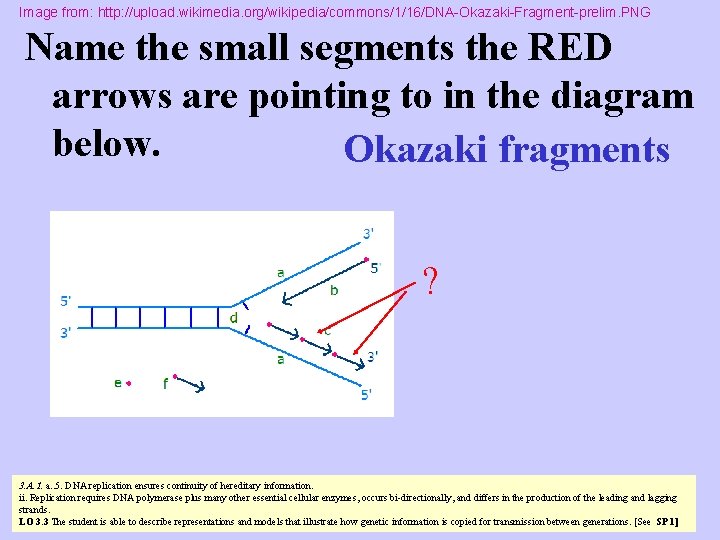 Image from: http: //upload. wikimedia. org/wikipedia/commons/1/16/DNA-Okazaki-Fragment-prelim. PNG Name the small segments the RED arrows