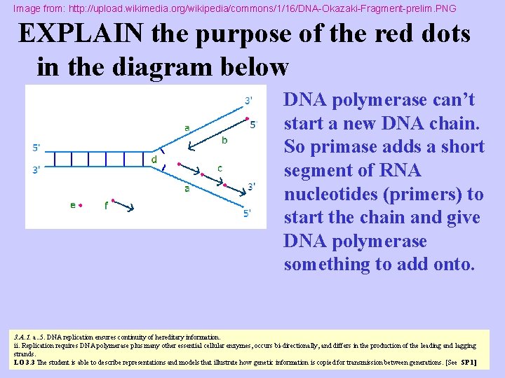 Image from: http: //upload. wikimedia. org/wikipedia/commons/1/16/DNA-Okazaki-Fragment-prelim. PNG EXPLAIN the purpose of the red dots