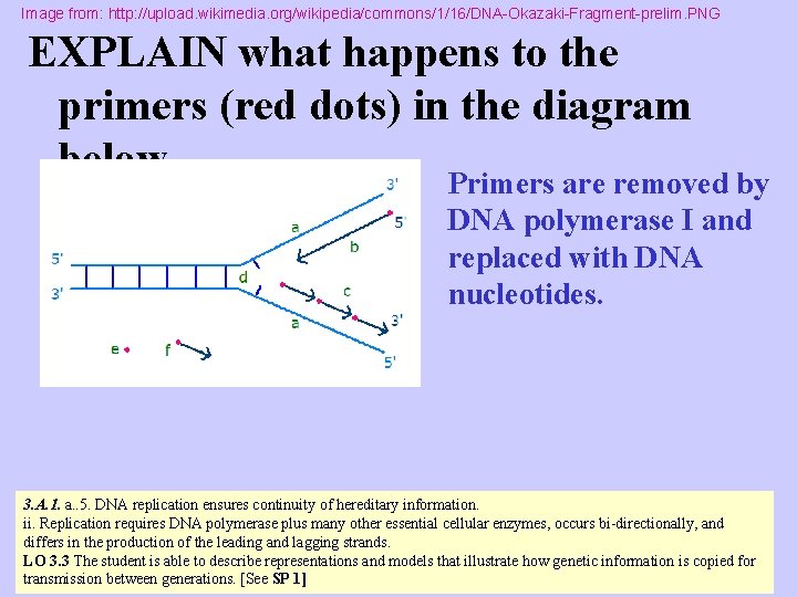 Image from: http: //upload. wikimedia. org/wikipedia/commons/1/16/DNA-Okazaki-Fragment-prelim. PNG EXPLAIN what happens to the primers (red