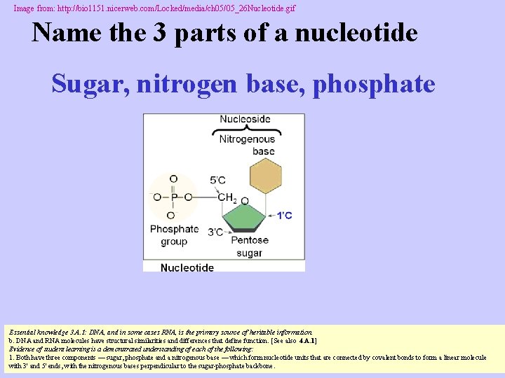 Image from: http: //bio 1151. nicerweb. com/Locked/media/ch 05/05_26 Nucleotide. gif Name the 3 parts