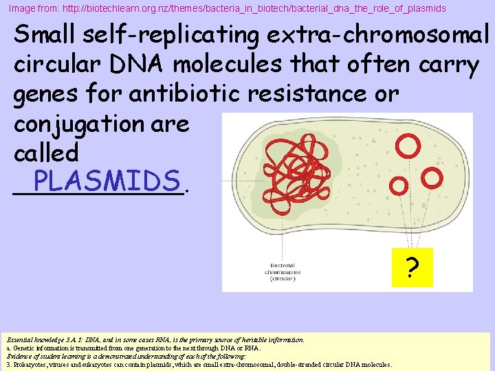 Image from: http: //biotechlearn. org. nz/themes/bacteria_in_biotech/bacterial_dna_the_role_of_plasmids Small self-replicating extra-chromosomal circular DNA molecules that often