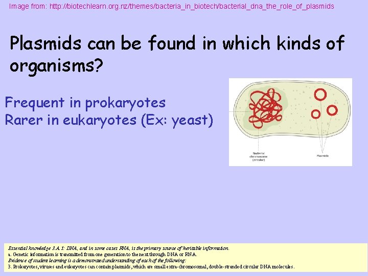 Image from: http: //biotechlearn. org. nz/themes/bacteria_in_biotech/bacterial_dna_the_role_of_plasmids Plasmids can be found in which kinds of