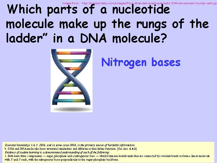 Which parts of a nucleotide molecule make up the rungs of the ladder” in