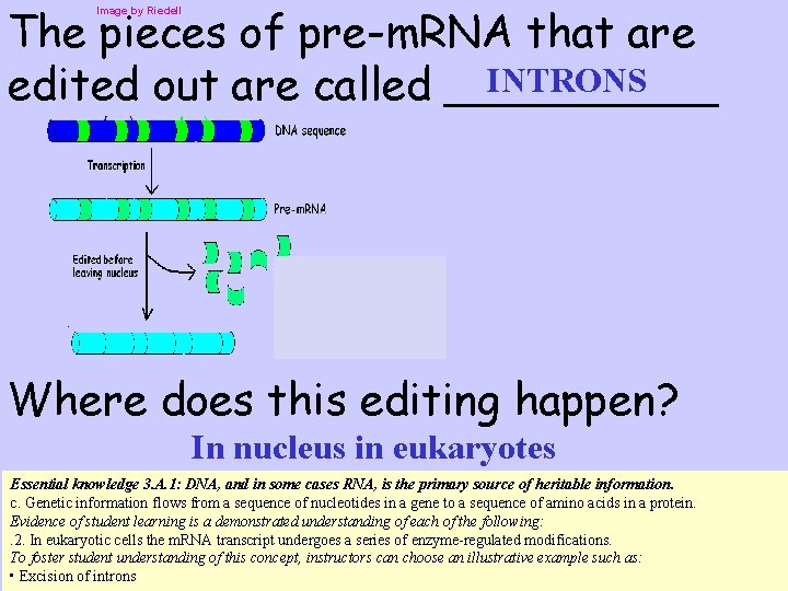 The pieces of pre-m. RNA that are INTRONS edited out are called _____ Image