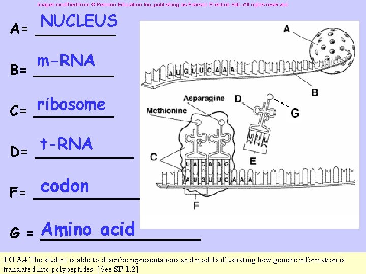 Images modified from © Pearson Education Inc, publishing as Pearson Prentice Hall. All rights