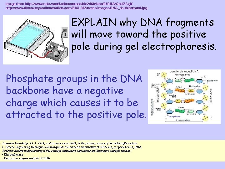 Image from http: //www. nslc. wustl. edu/courses/bio 2960/labs/07 DNA/Gel/f 22. gif http: //www. discoveryandinnovation.