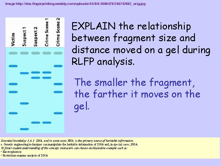Image http: //dna-fingerprinting. weebly. com/uploads/4/5/0/6/4506479/266742082_orig. jpg EXPLAIN the relationship between fragment size and distance