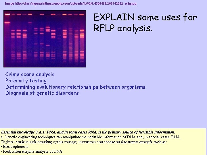 Image http: //dna-fingerprinting. weebly. com/uploads/4/5/0/6/4506479/266742082_orig. jpg EXPLAIN some uses for RFLP analysis. Crime scene