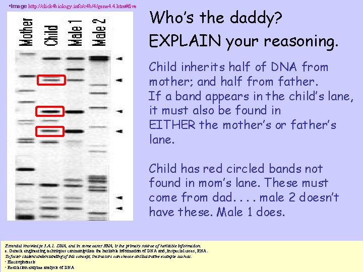  • Image http: //click 4 biology. info/c 4 b/4/gene 4. 4. htm#five Who’s