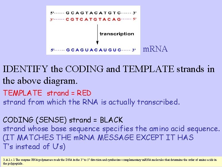 m. RNA IDENTIFY the CODING and TEMPLATE strands in the above diagram. TEMPLATE strand