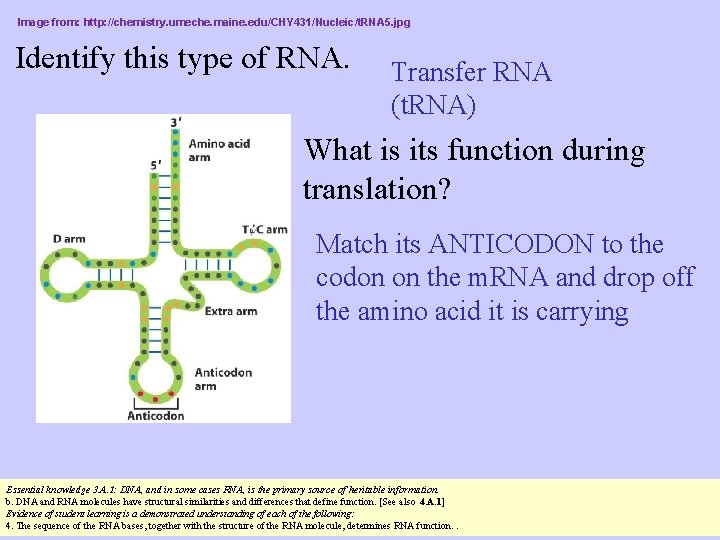 Image from: http: //chemistry. umeche. maine. edu/CHY 431/Nucleic/t. RNA 5. jpg Identify this type