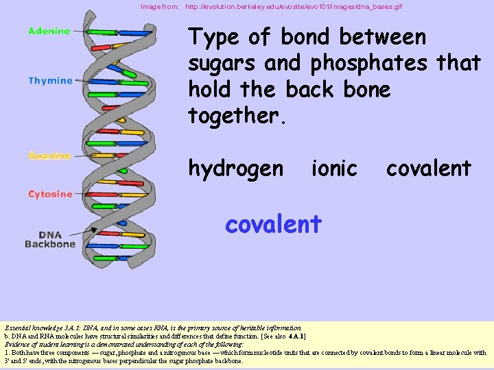 Image from: http: //evolution. berkeley. edu/evosite/evo 101/images/dna_bases. gif Type of bond between sugars and