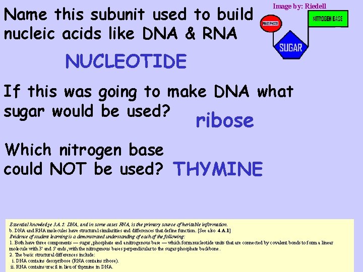 Name this subunit used to build nucleic acids like DNA & RNA Image by: