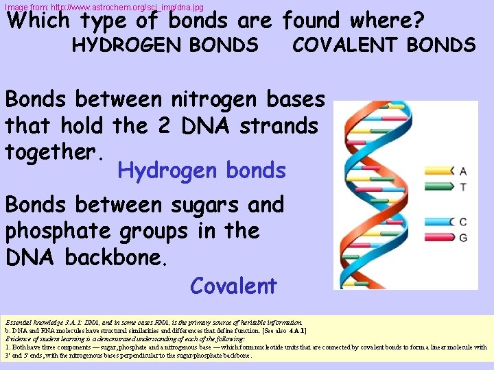 Image from: http: //www. astrochem. org/sci_img/dna. jpg Which type of bonds are found where?