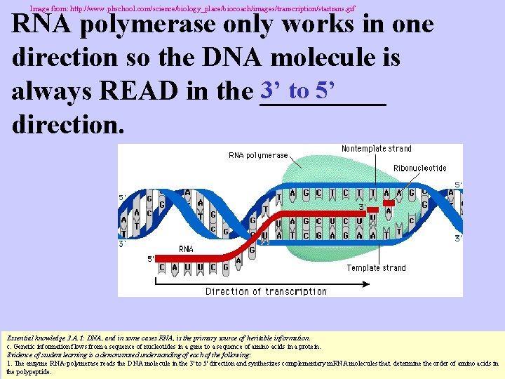 Image from: http: //www. phschool. com/science/biology_place/biocoach/images/transcription/startrans. gif RNA polymerase only works in one direction