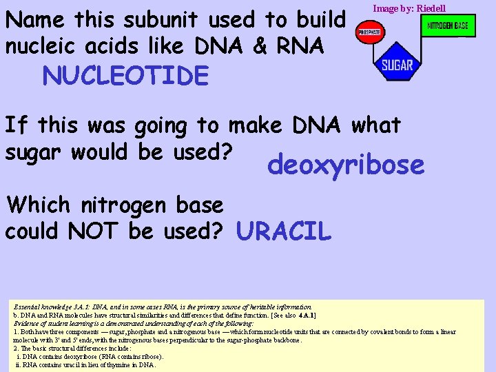 Name this subunit used to build nucleic acids like DNA & RNA Image by: