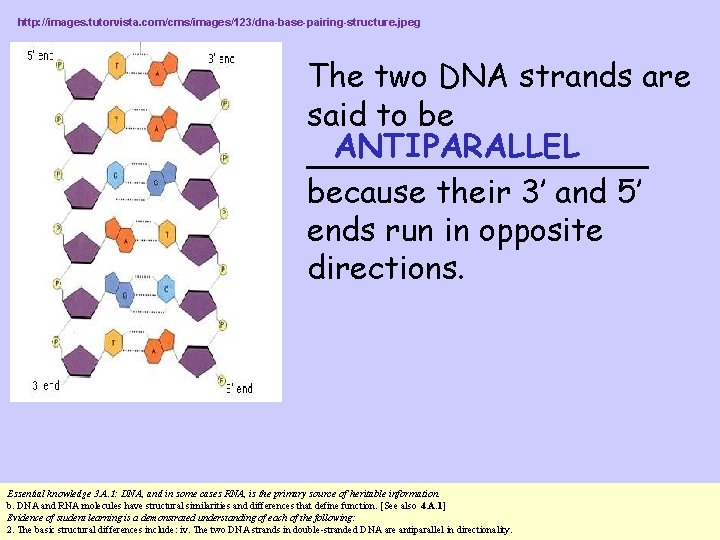 http: //images. tutorvista. com/cms/images/123/dna-base-pairing-structure. jpeg The two DNA strands are said to be ANTIPARALLEL