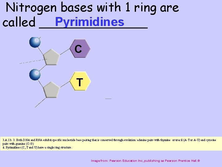 Nitrogen bases with 1 ring are Pyrimidines called _______ C T 3. A. 1.