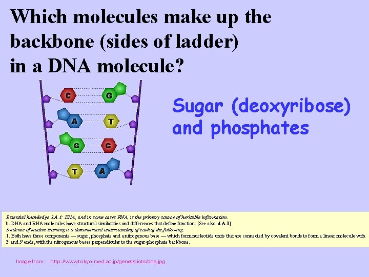 Which molecules make up the backbone (sides of ladder) in a DNA molecule? Sugar