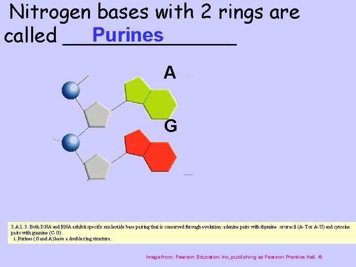 Nitrogen bases with 2 rings are Purines called _______ A G 3. A. 1.