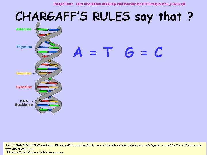 Image from: http: //evolution. berkeley. edu/evosite/evo 101/images/dna_bases. gif CHARGAFF’S RULES say that ? A