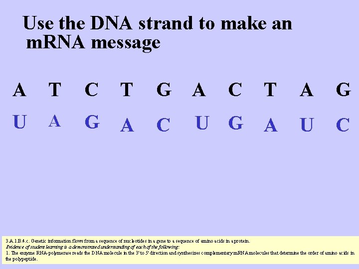 Use the DNA strand to make an m. RNA message A T C T