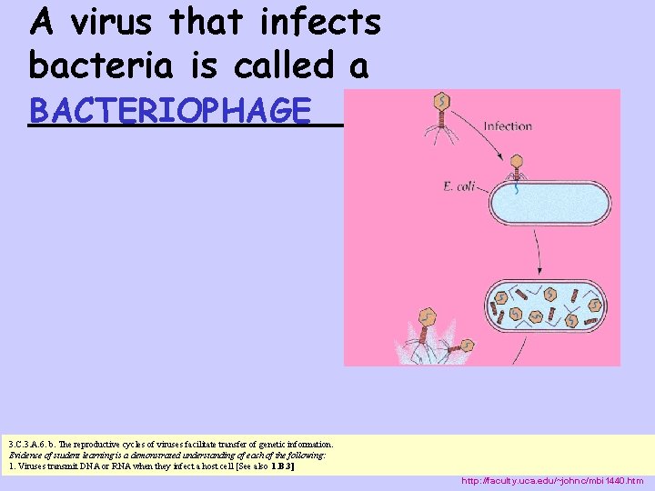 A virus that infects bacteria is called a ________ BACTERIOPHAGE 3. C. 3. A.