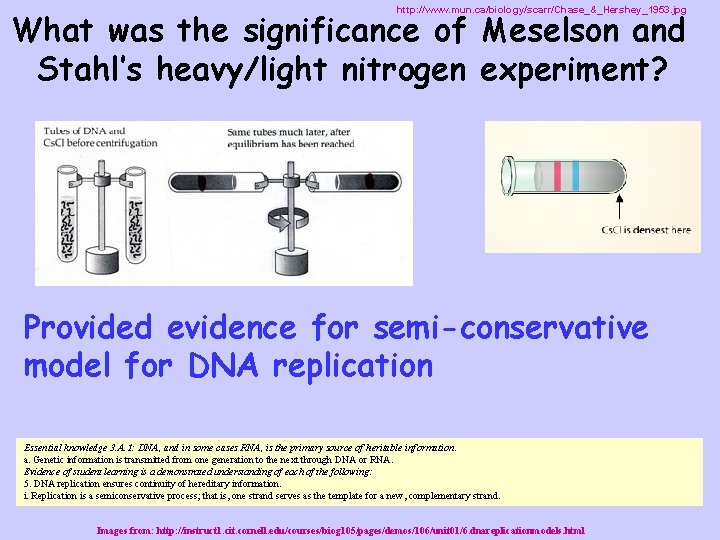 http: //www. mun. ca/biology/scarr/Chase_&_Hershey_1953. jpg What was the significance of Meselson and Stahl’s heavy/light